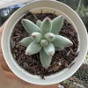 Pachyphytum mexicano - comprar online