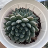 Echeveria emerald - comprar online