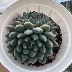 Echeveria emerald - comprar online