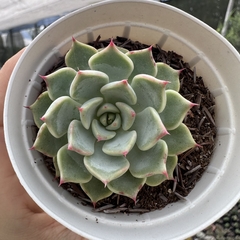 Echeveria cuspidata zaragozae pink - comprar online