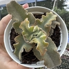 Kalanchoe beharensis maltese cross - comprar online