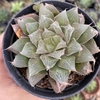 Haworthia cooperi goldoniana