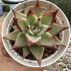 Echeveria agavoides ebony - comprar online