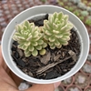 Sedum joyce tulloch variegata