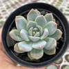 Echeveria pumila montblanc