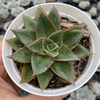 Echeveria monocerotis