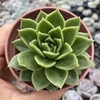 Echeveria gilva