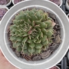 Echeveria iona - comprar online