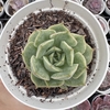 Echeveria hannah - comprar online