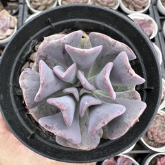 Echeveria cubic frost - comprar online