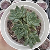 Echeveria green emerald - comprar online