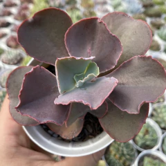 Echeveria gibbiflora bittersweet - comprar online