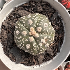 Astrophytum asterias five ribs V type