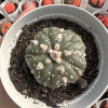 Astrophytum asterias five ribs V type