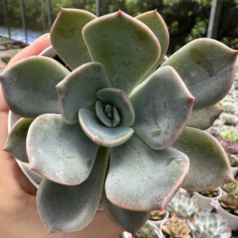 Echeveria garoto - comprar online