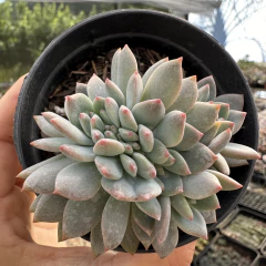 Echeveria pumila montblanc cristata - comprar online