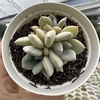 Echeveria luna world