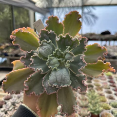 Echeveria gibbiflora joli - Greenhouse Suculentas