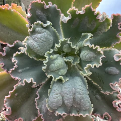 Echeveria gibbiflora joli na internet