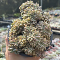 Ariel cristata