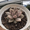 Echeveria tobarensis