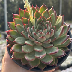 Echeveria