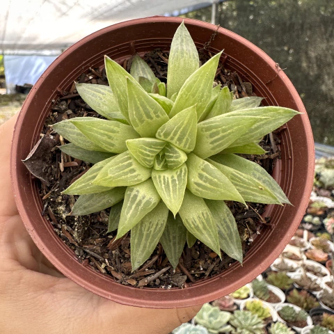 Haworthia turgida