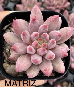 Echeveria goldfish - comprar online