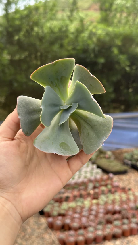 Echeveria gibbiflora ocean blue (corte) - comprar online