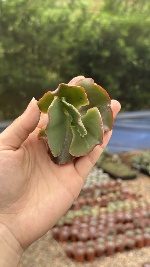 Echeveria híbrida (corte) - comprar online