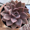 Echeveria spirit - comprar online