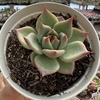 Echeveria mercury - comprar online