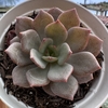 Echeveria morani x lauii - comprar online