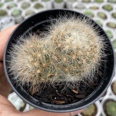 Mammillaria baumii - comprar online
