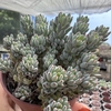 Graptopetalum pachyphyllum blue bean - comprar online