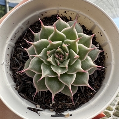 Echeveria sweet flame - comprar online