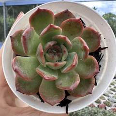 Echeveria glam pink - comprar online