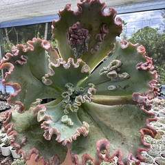 Echeveria gibbiflora faxai (verrugas) na internet