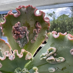 Echeveria gibbiflora faxai (verrugas) - Greenhouse Suculentas