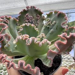 Echeveria gibbiflora faxai (verrugas) - loja online