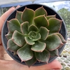 Echeveria montserrat - comprar online