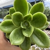 Echeveria big green (pote 11) - comprar online