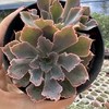 Echeveria shaviana neon breakers - comprar online