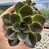 Echeveria melaco - comprar online