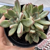 Echeveria cherry - comprar online