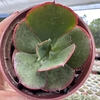 Echeveria gibbiflora suyan - comprar online