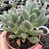 Pachyphytum Dr cornelius - comprar online