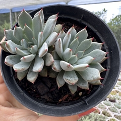 Echeveria híbrida winds of change - comprar online