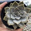 Echeveria ceniza - comprar online