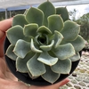 Echeveria swirl - comprar online